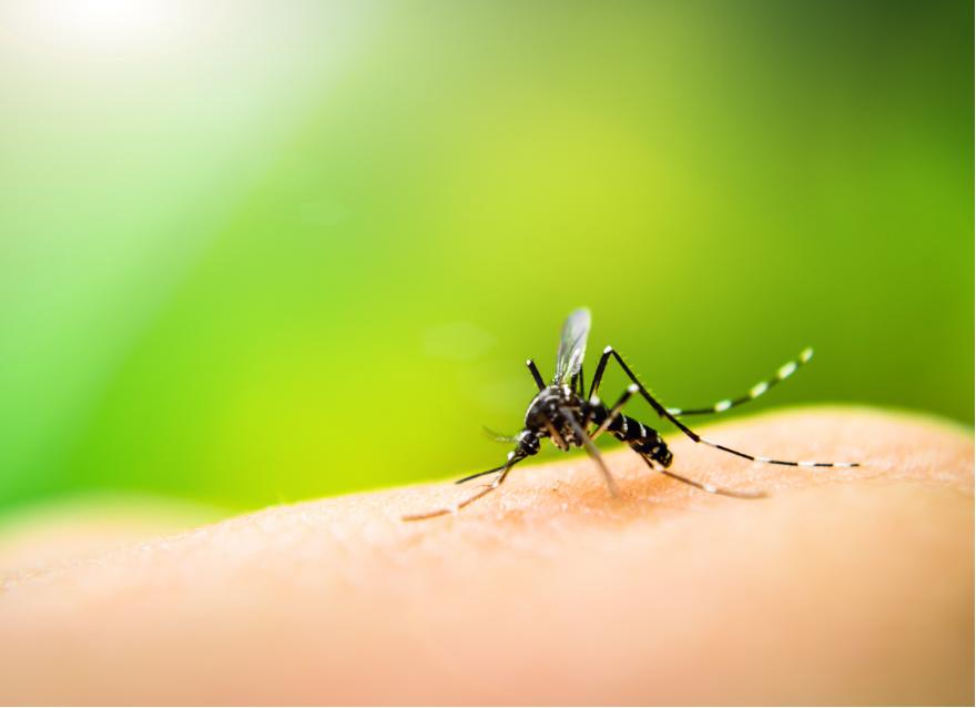 蚊子更“青睞”糖尿病患者嗎？糖友被蚊子叮了為什么不能撓？