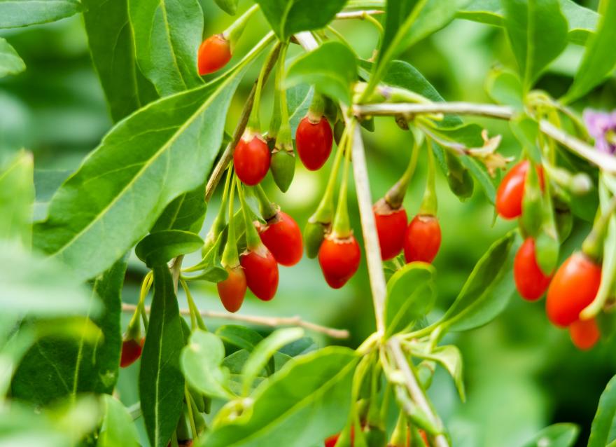 紅果果，綠桿桿，吃完一起降糖糖